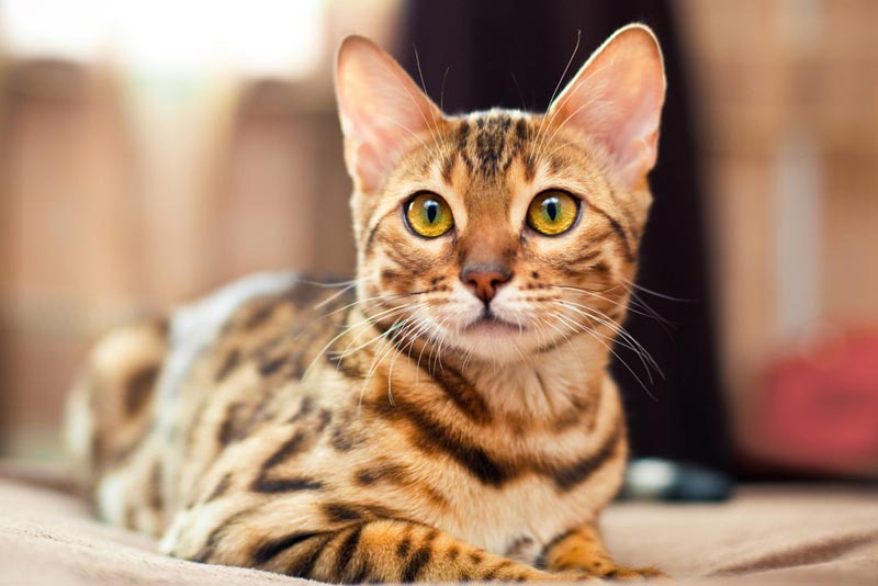 https://pet.kapook.com/view170.html